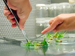 Embrapa prepara XII Curso de Cultura de Tecidos de Plantas - Revista  Cultivar